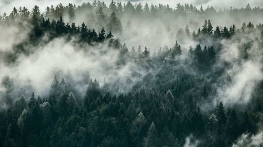 Dense morning fog in alpine landscape with fir trees and mountai