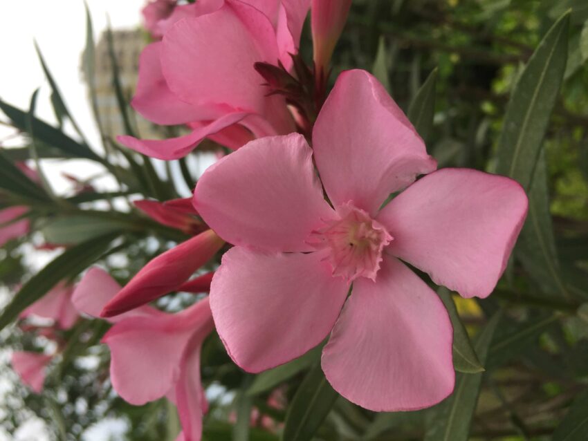 Nerium Oleander - Zakkum Bitkisi ve Özellikleri 49 zakkum