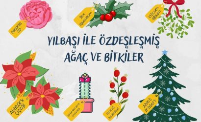 Yılbaşı İLE özdeşleşmİş Ağaç ve BİTKİLER (Instagram Gönderisi) (Blog Görseli)