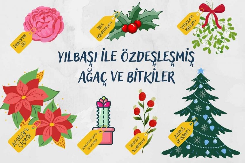 Yılbaşı ile Özdeşleşmiş Ağaç ve Bitkiler 75 Yılbaşı İLE özdeşleşmİş Ağaç ve BİTKİLER (Instagram Gönderisi) (Blog Görseli)