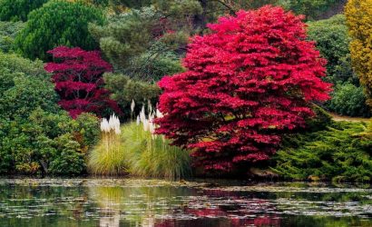 12 (Acer) Maple Tree Species and Their Characteristics 4 Acer Tree Leaves Changing Colour In Autumn