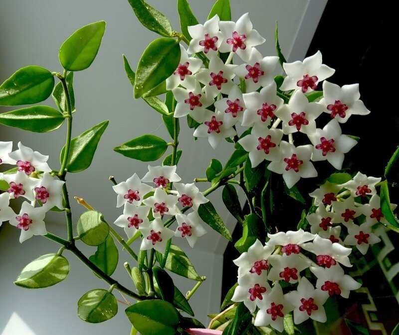 What are the Characteristics of Wax Plant? How To Maintenance? 21 mum çiçeği özellikleri ve bakımı