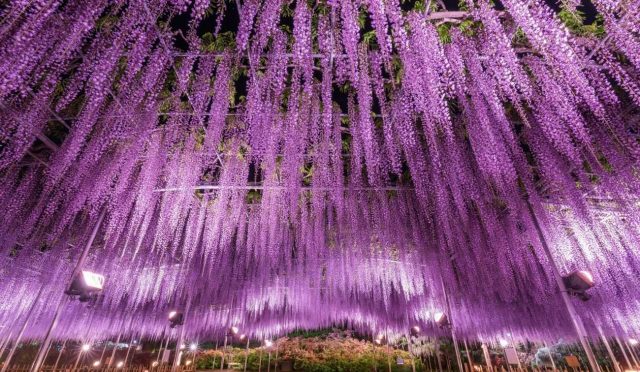 Mor Salkım Cenneti: Ashikaga Çiçek Parkı