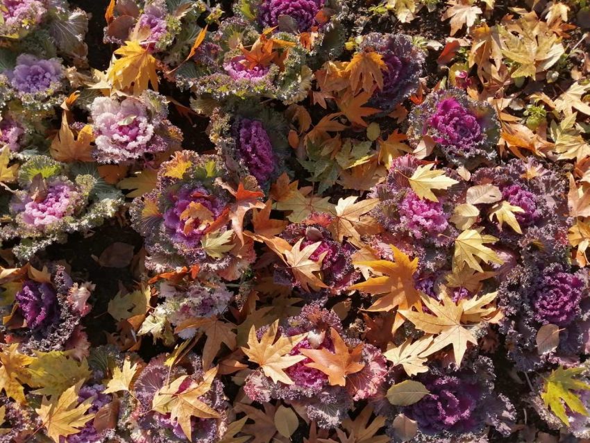 IMG_20201217_111031-01