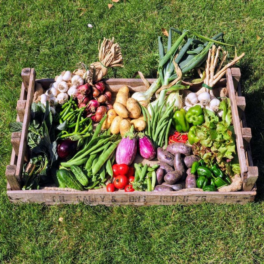 An Environmentalist Approach; Edible Gardens 19 DiSiiKpXcAAFqnd