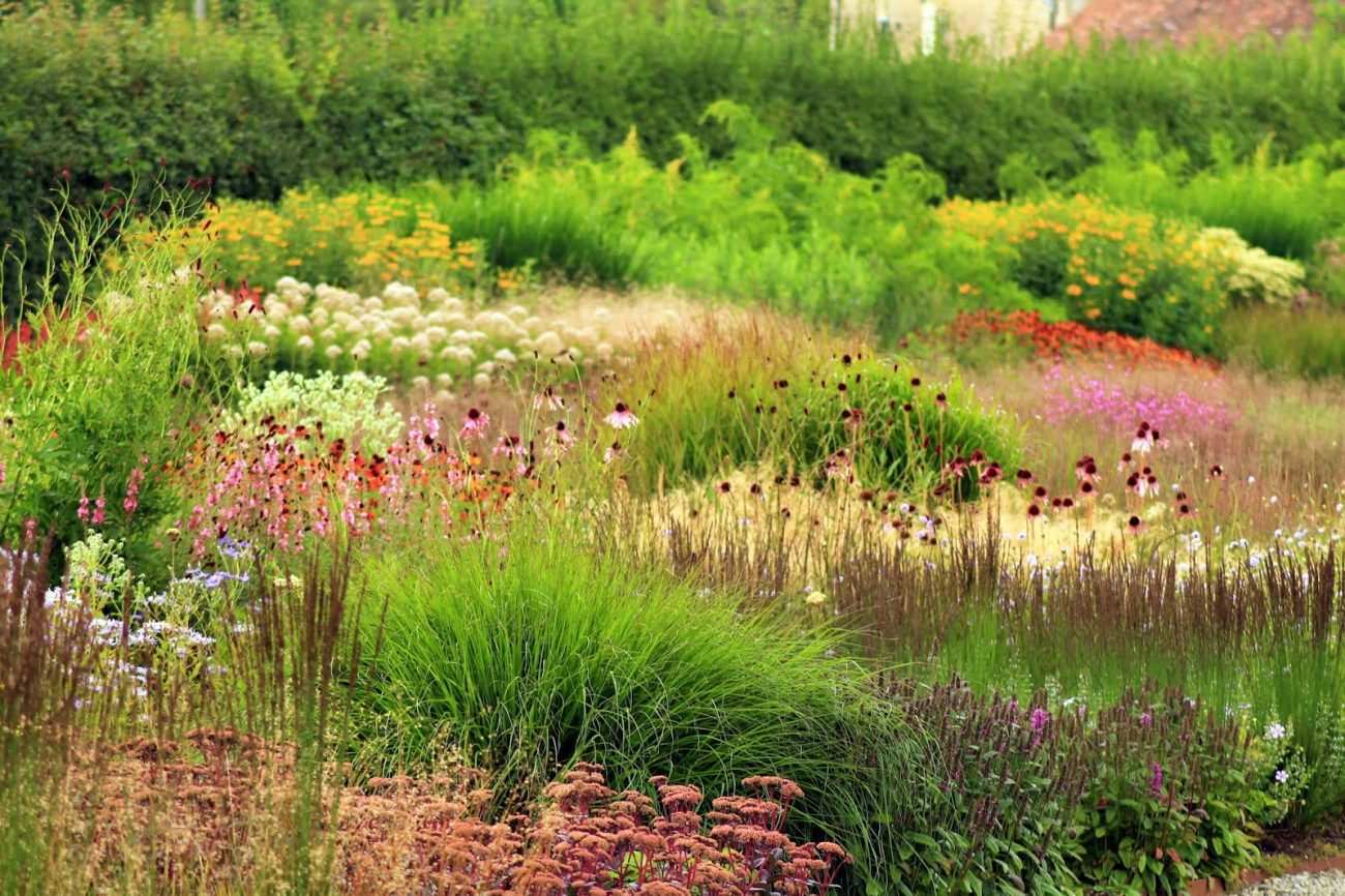 Süs Çimleri Nelerdir? Süs Çiminin Peyzaj Tasarımda Kullanımı