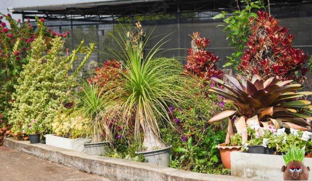 Peyzaj ve Süs Bitkiciliği Sektörünün Geleceği