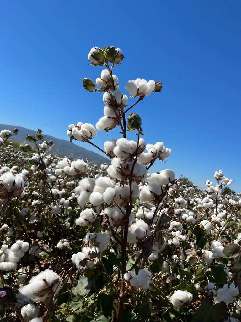 WhatsApp Image 2022-11-05 at 17.58.34