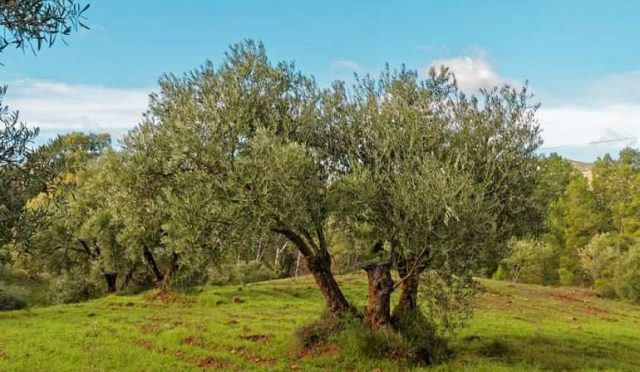 zeytin-agaci-ile-ilgili-bilinmeyenler