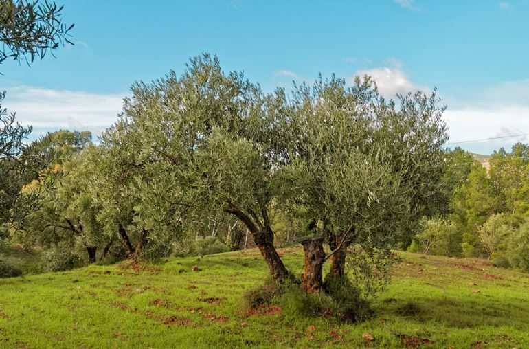 Doğanın Cömert Hediyesi: Zeytin Ağacı ve Özellikleri 68 zeytin-agaci-ile-ilgili-bilinmeyenler