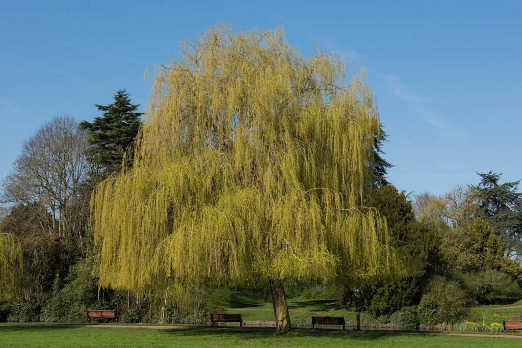 Salkım Söğüt 1 2048x1365-Weeping-Willow-SEO-GettyImages-1203808948-5916896