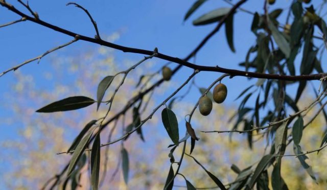 Zeytin Ağacı Hastalıkları, Bakımı ve Korunma Yolları
