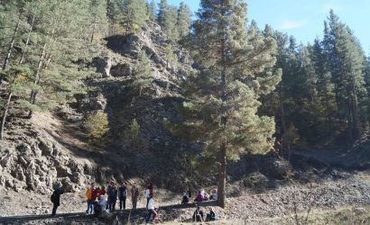 sarı çam ağacı - pinus sylvestris
