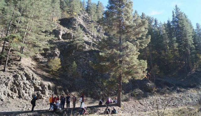 sarı çam ağacı - pinus sylvestris
