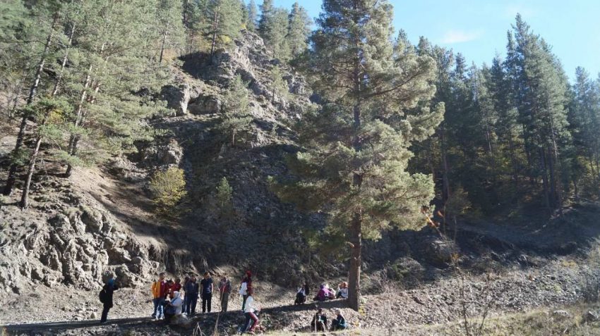 sarı çam ağacı - pinus sylvestris