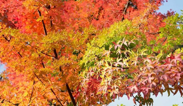 Sığla Ağacının (Liquidambar orientalis) Özellikleri ve Kullanımları