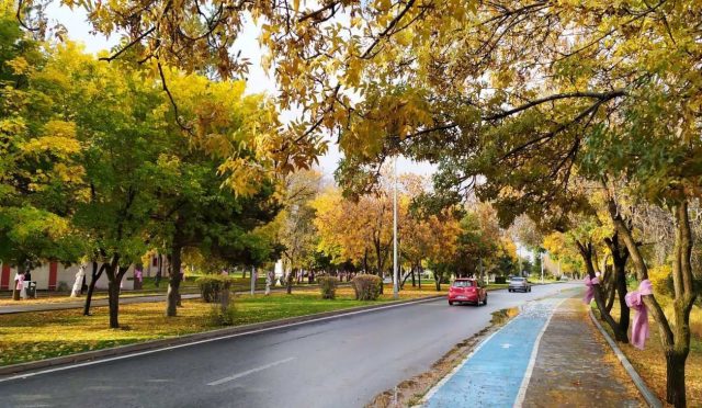 Öncü Bitkiler: Ekosistemin Kurtarıcı Kahramanları