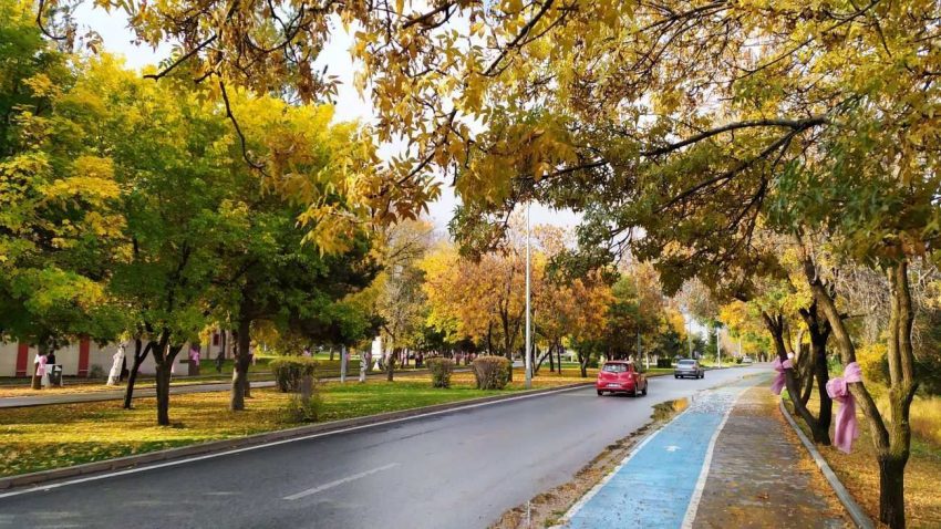 Öncü Bitkiler: Ekosistemin Kurtarıcı Kahramanları 30 Atatürk Üniversitesi Kampüsü
