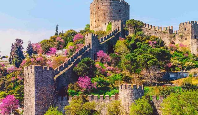 İstanbul’da Gösterişli Bahçeler için En İyi 10 Ağaç Türü ve Özellikleri