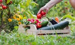 organic-garden (1)