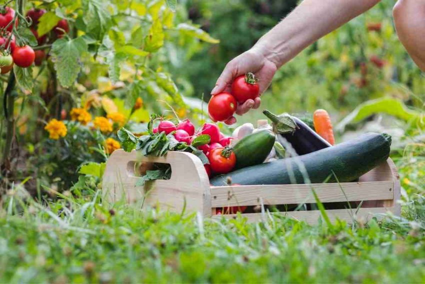 7 Delicious Vegetables to Grow in Your Garden 37 organic-garden (1)