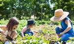 organic-garden (2)