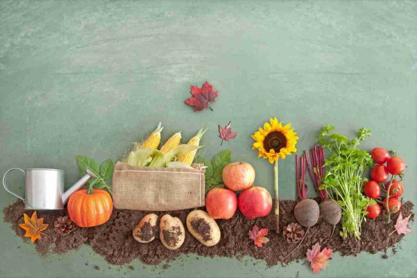 The Ultimate Guide to Organic Gardening 88 organic-garden (4)
