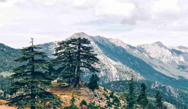sedir ağacı cedrus
