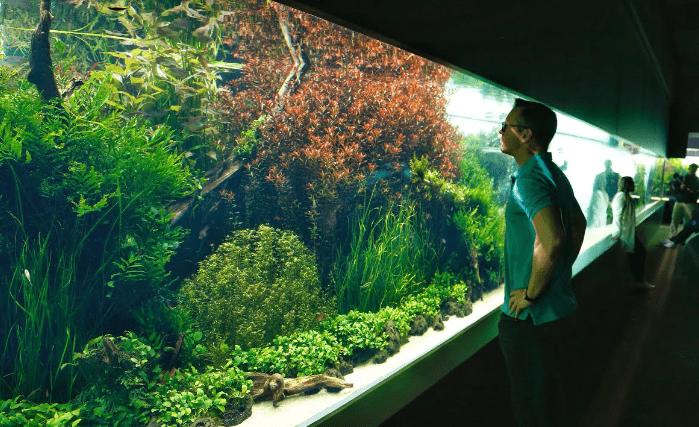 Aquascaping: Su Altı Peyzaj Sanatı 24 aquascaping kapak 1