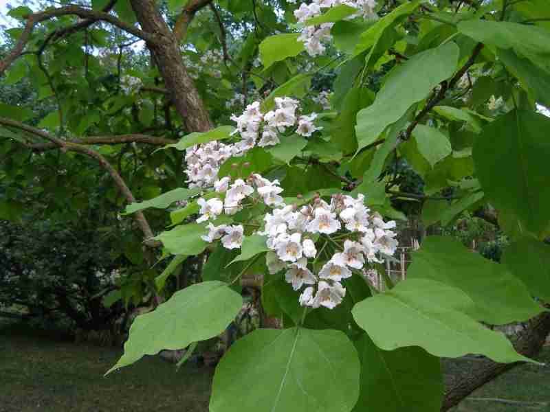 catalpa-agaci-6