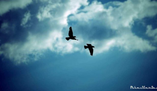 gocmen-kuslar-peyzax-6