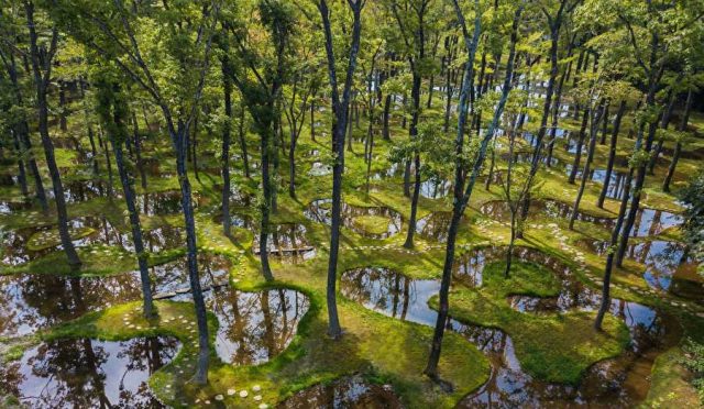 ObelArt Biotop Water Garden: Bir Ormanı Yerinden Taşımak