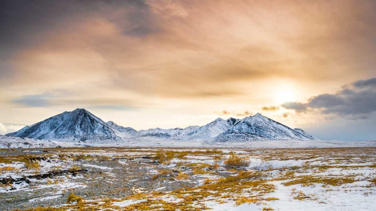 tundra bitki örtüsü