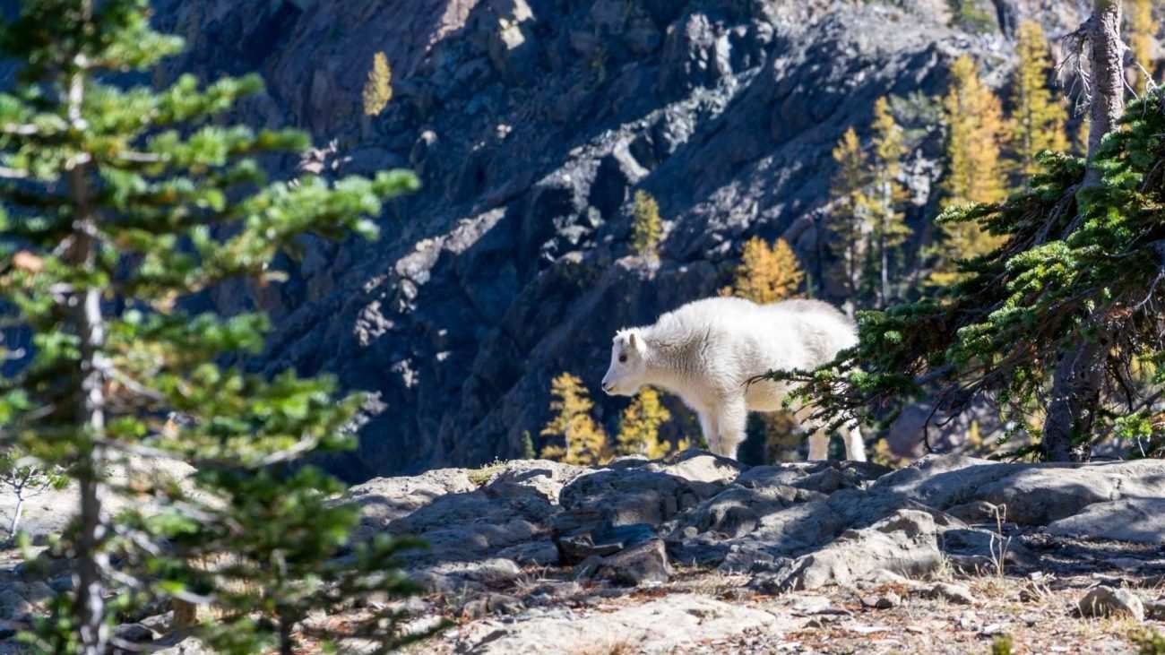 Tundra: Kutup Bölgesindeki İklimde Yaşayan Bitki ve Hayvanların Yaşam Alanı