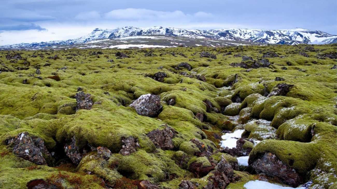 Liken: Kutup Bölgesindeki İklimde Yaşayan Bitki ve Hayvanların Yaşam Alanı