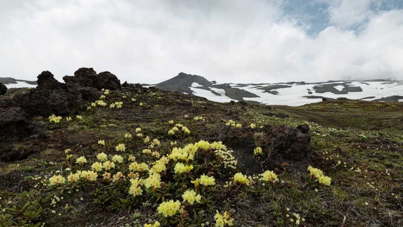 Tundra: Kutup Bölgesindeki İklimde Yaşayan Bitki ve Hayvanların Yaşam Alanı