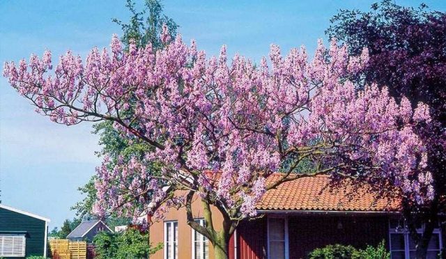 pembe-cicekli-pavlonya-cin-kavagi-fidani-floramut