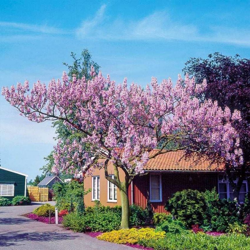 pembe-cicekli-pavlonya-cin-kavagi-fidani-floramut