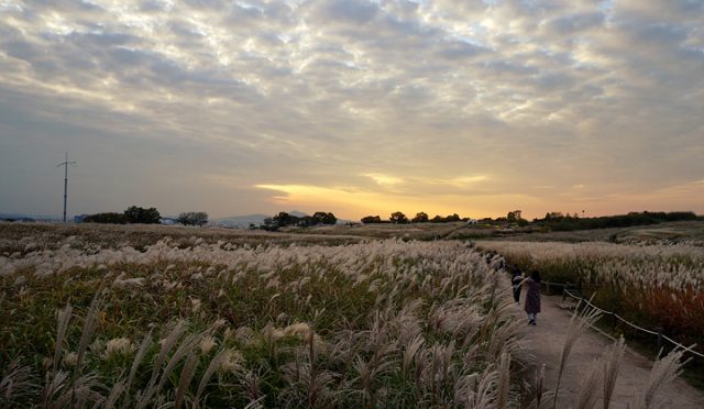 From Landfill to Butterfly Paradise: A Remarkable Transformation of Nanjido – Haneul Park