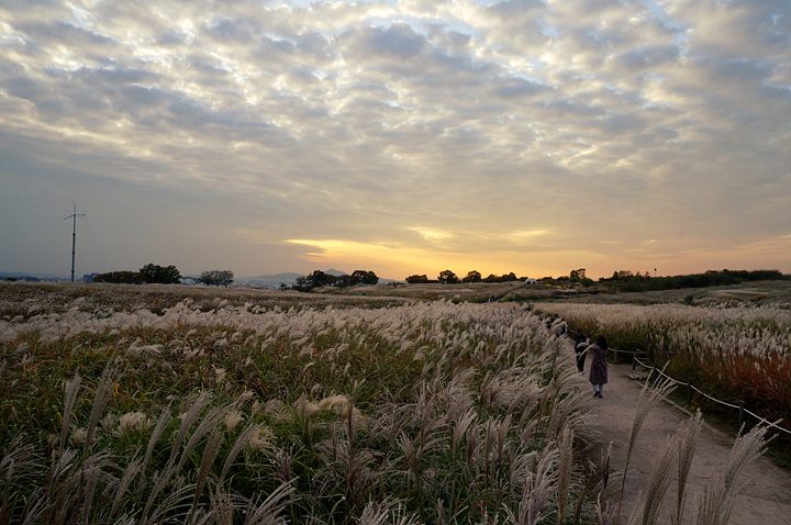 From Landfill to Butterfly Paradise: A Remarkable Transformation of Nanjido - Haneul Park 21 16934869732086709482