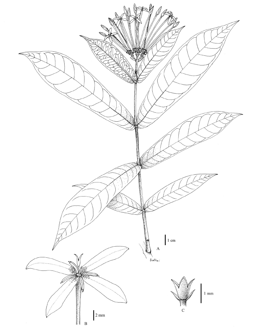 Aşkın ve Tutkunun simgesi olan bitki: İxora (Geranium)