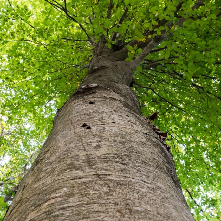 Fagus sp. (Kayın Ağacı)