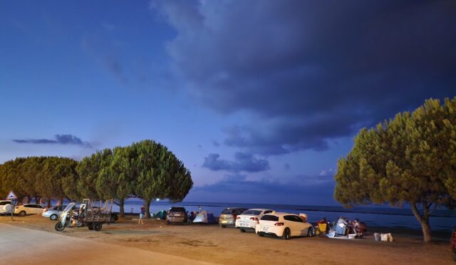 Kentsel Sürdürülebilirlikte Ağaçların Önemi