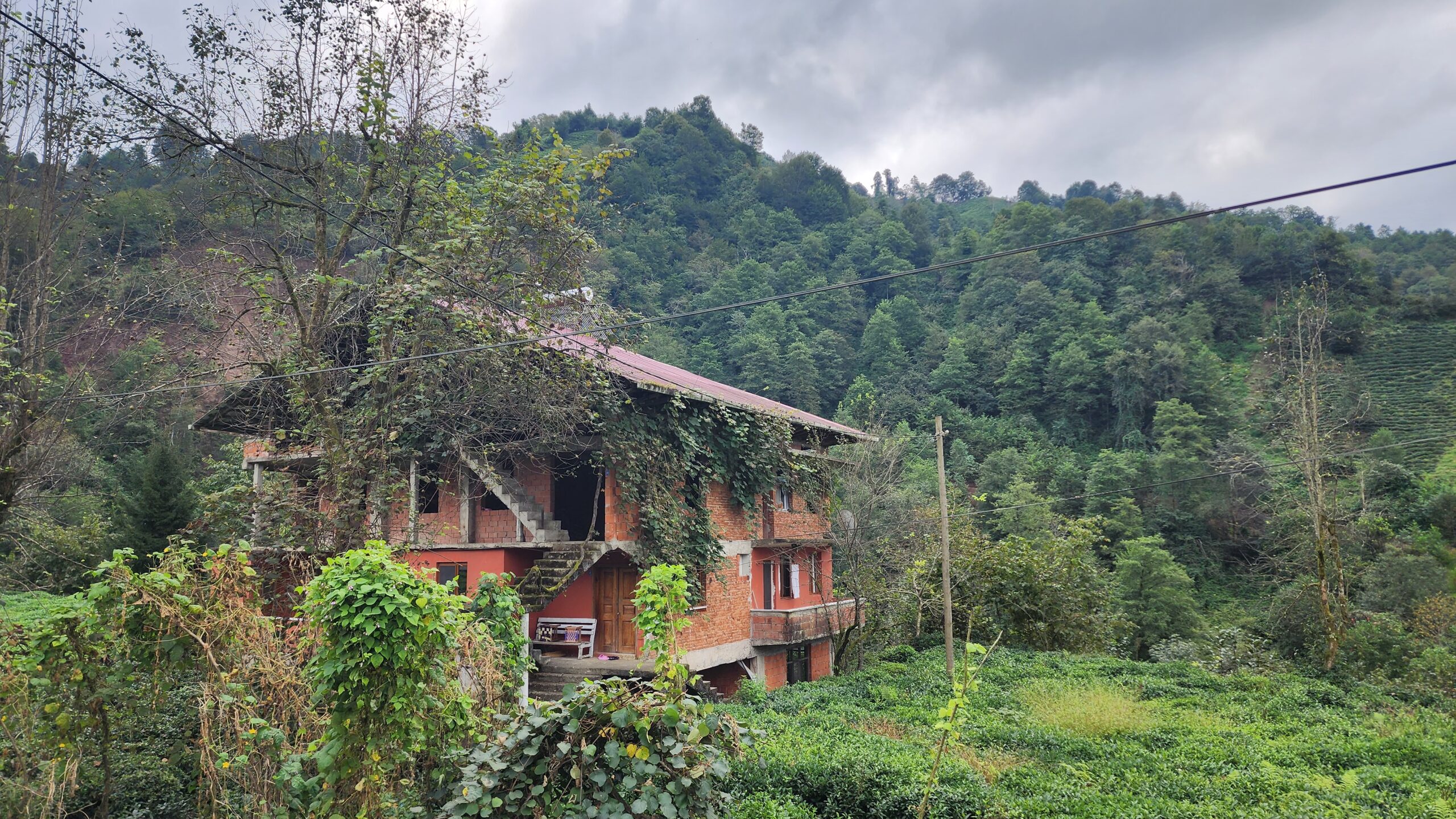 Toprağın Altındaki İnternet: Mantarların Kurduğu Ekolojik Ağ