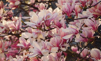 til-man-5oAJ5KeZxNI-unsplash