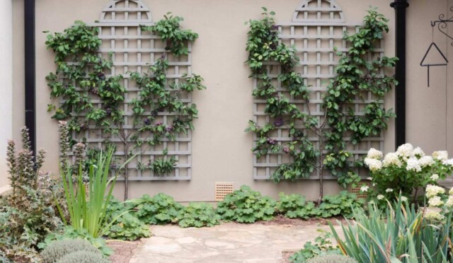ESPALIER ÖNE ÇIKARILMIŞ GÖRSEL