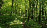 pexels-tomaz-rakovec-2219645-36874925